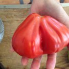 Franchis Large Italian Red Pear Tomato 1520 Seeds Vegetable Seeds Seed Packets