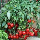 Dwarf Cherry Falls Cherry Tomato 20 Seeds Vegetable Seeds Seed Packet Hanging