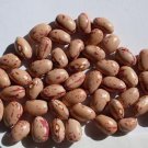 Volga German Siberian Bush Bean Seeds Grown To Organic Standards