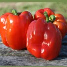 Big Red Bell Sweet Pepper Seeds Vegetable Seeds Seed Packets