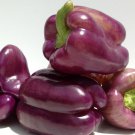 Lilac Bell Sweet Pepper 20 Seeds Vegetable Seeds Seed Packets