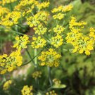 Fennel Seeds Herb Seeds Open Pollinated Vegetable Gardening