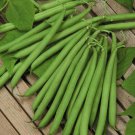 Harvester Bush Seeds Open Pollinated Vegetable Gardening