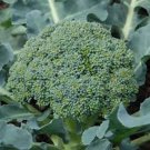 Broccoli Seeds Calabrese Variety Vegetable Gardening