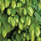 Common Hops Seeds Open Pollinated Vegetable Gardening