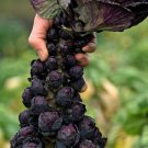 Brussel Sprout Seeds Red Bull Brussels Vegetable Gardening