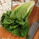 Romaine Parris Island Cos Lettuce Seeds Vegetable Gardening
