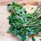 Purslane Seeds Herb Seeds Microgreens Easy To Grow Pollinator Herb Drought Resistant Feed The Bees