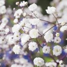 Flower Seeds Babys Breath Perennial Snowflake Garden Pollinators Save The Bees Flower Gardening
