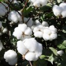 Cotton Seeds American Upland Cotton Homestead Supplies Flower Seeds