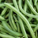 Blue Lake Bush Bean Seeds Open Pollinated Vegetable Gardening