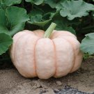 Rare Pumpkin Seeds Porcelain Doll Pink Pumpkin Vegetable Gardening