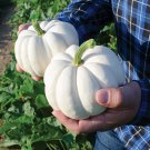 Rare Casperita White Pumpkin Seeds Vegetable Gardening