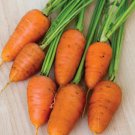 Oxheart Carrot Seeds Vegetable Gardening Seller