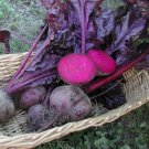 Bulls Blood Beets Seeds Open Pollinated Vegetable Gardening