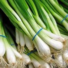 Spring Onion Seeds Bunching White Lisbon Vegetable Gardening