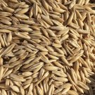Grain Seeds Common Oats Ancient Grains Vegetable Gardening