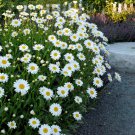 Flower Seeds Shasta Daisy Crazy Daisy Summer Blooming Bouquet Mix Cut Flower Seeds Easy Care