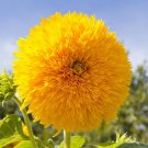 Sunflower Seeds Teddy Bear Garden Pollinator Flowers Save The Bees Vegetable Gardening Bouquet