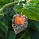 Flower Seeds Chinese Lantern Perennial Summer Blooming Bouquet Mix Cut Flower Seeds Easy Care