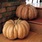 Rare Pumpkin Seeds Fairytale (Musque De Provence Vegetable Gardening