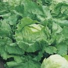 Iceberg Lettuce Seeds Open Pollinated Vegetable Gardening