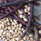 Pea Seeds Cowpea Pinkeye Purple Hull Peas Seeds Vegetable Gardening