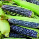 Corn Seeds Blue Jade Corn Local Seeds Vegetable Gardening Spring Gardening