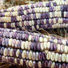 Cherokee White Eagle Corn Seeds Corn Seeds Vegetable Gardening