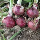 Onion Seeds Red Creole Short Day Vegetable Gardening