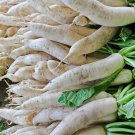Radish Seeds Japanese Minowase Daikon Vegetable Gardening