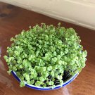 Herb Chia Seeds Microgreens Vegetable Gardening