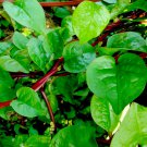 Spinach Seeds Malabar Spinach Red Stem Open Pollinated Vegetable Gardening