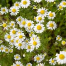 Herb Seeds German Chamomile Vegetable Gardening Herb Garden