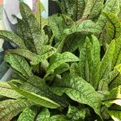 Herb Seeds Redveined Sorrel Open Pollinated Vegetable Gardening