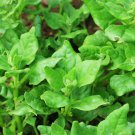 New Zealand Spinach Seeds Open Pollinated Vegetable Gardening