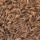 Grain Seeds Black Oats Vegetable Gardening