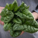 Noble Giant Spinach Seeds Open Pollinated Vegetable Gardening
