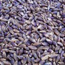 Grain Seeds Barley Purple Karma Vegetable Gardening