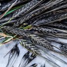 Grain Seeds Barley Black Hulless Ancient Grains Vegetable Gardening