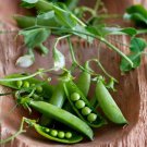 Pea Seeds Little Marvel Open Pollinated Vegetable Gardening