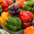 Rainbow Blend Sweet Bell Pepper Seeds Open Pollinated Vegetable Gardening