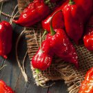 Ghost Pepper Seeds Bhut Jolokia Seeds Harvest Vegetable Gardening