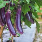 Little Fingers Eggplant Seeds Open Pollinated Vegetable Gardening