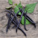 Velour French Filet Bean (Bush, Snap Bean Seeds Open Pollinated Vegetable Gardening