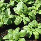 Herb Sweet Basil Seeds Open Pollinated Vegetable Gardening