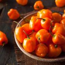 Hot Pepper Seeds Habanero Orange Harvest Vegetable Gardening