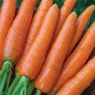 Danvers Carrot Seeds Vegetable Gardening Seller