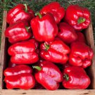 King Of The North Sweet Pepper Seeds Open Pollinated Seeds Vegetable Gardening