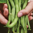Burpees Stringless Bean Seeds Green Bean Seeds Open Pollinated Vegetable Gardening